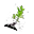 荨麻