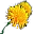蒲公英